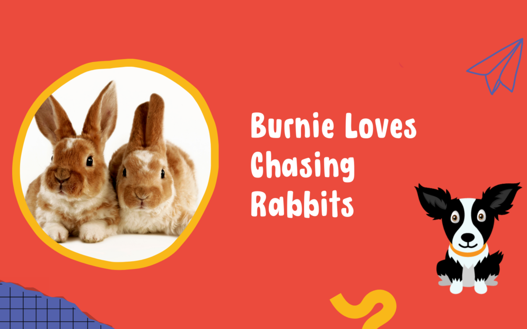 Burnie Loves Chasing Rabbits